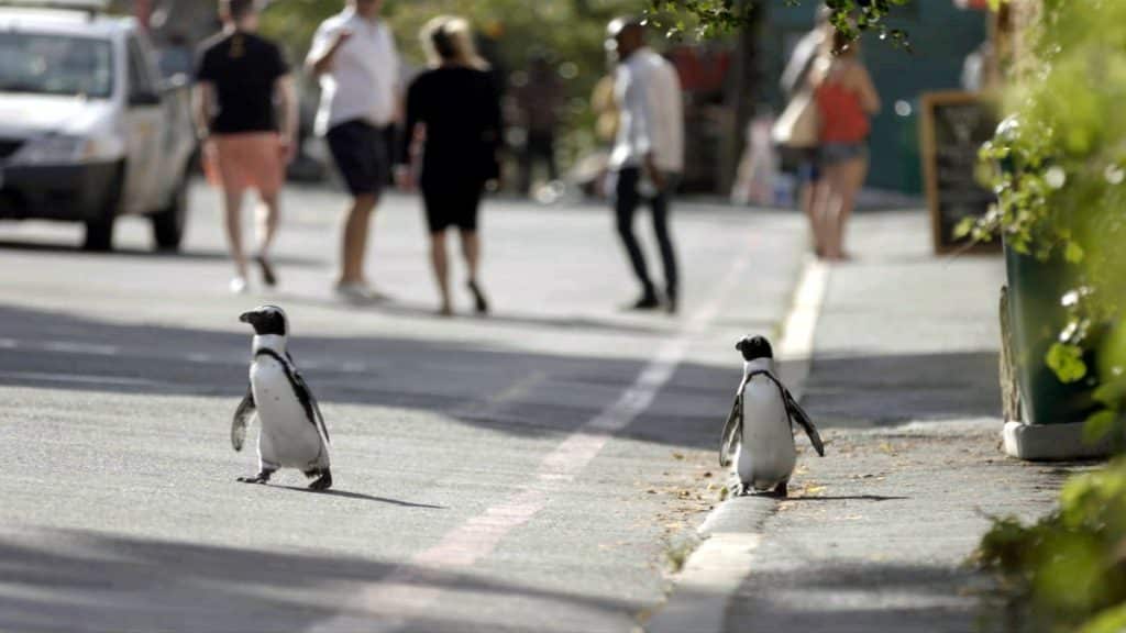 Penguin Town

